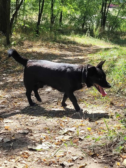 Mały czarny psiak czeka na dom!