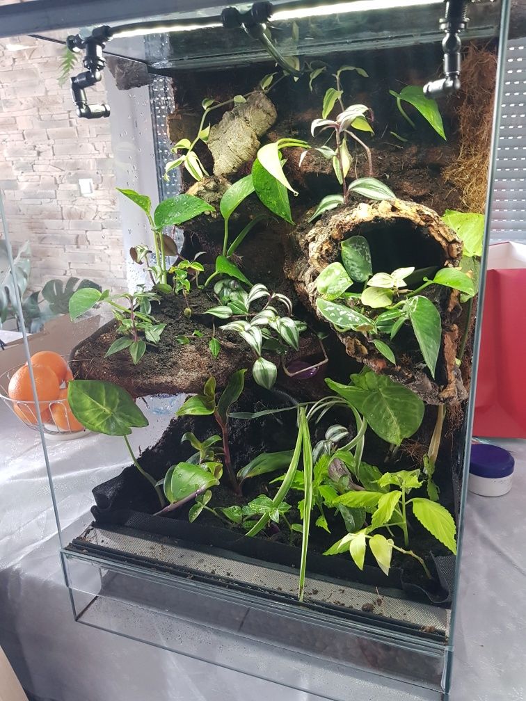 Terrarium tropikalne gekon jaszczurka