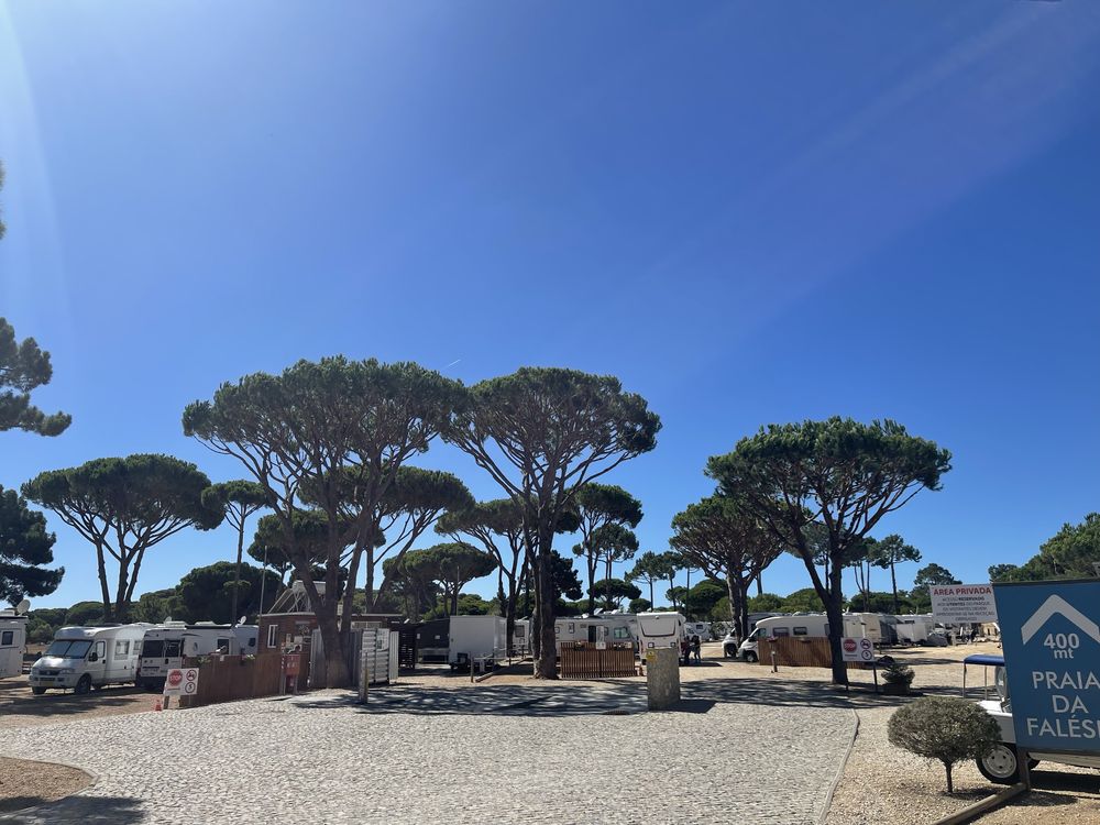 Podas/abate de Arvores & limpeza de terrenos