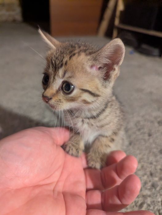 Заберіть у сім'ю цього нано котика)