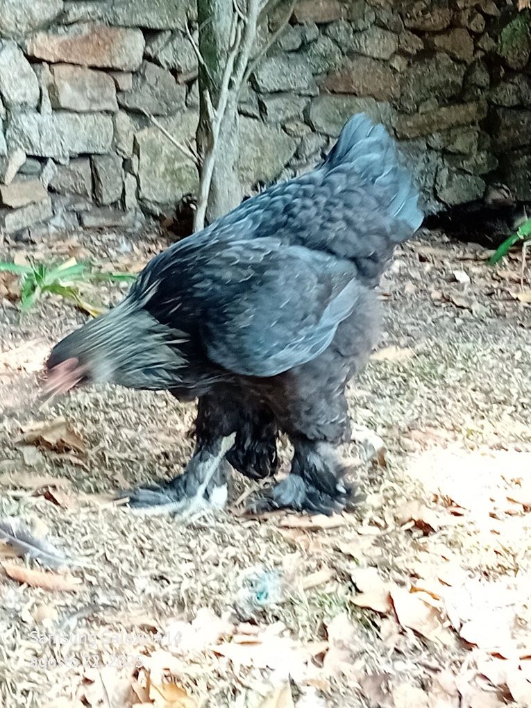 Galinhas brahmas para mudar de capoeiro, Galinhas muito  lindos
