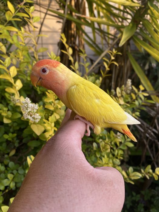 Agapornis domesticado -grande oportunidade