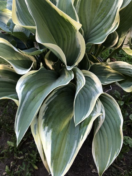 Шикарный большой хост