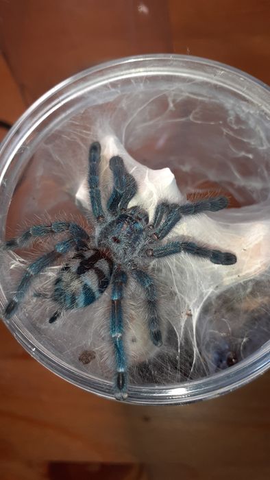 Caribena versicolor samiec l7