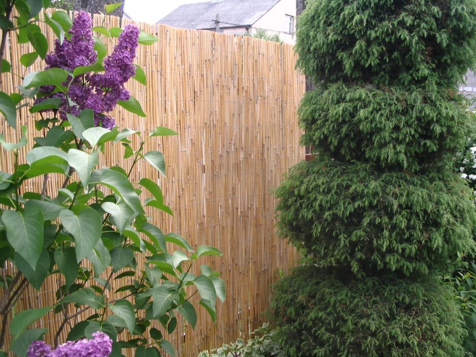 Mata z miskantusa, miskanta 1.8x3m ładna,ścisła