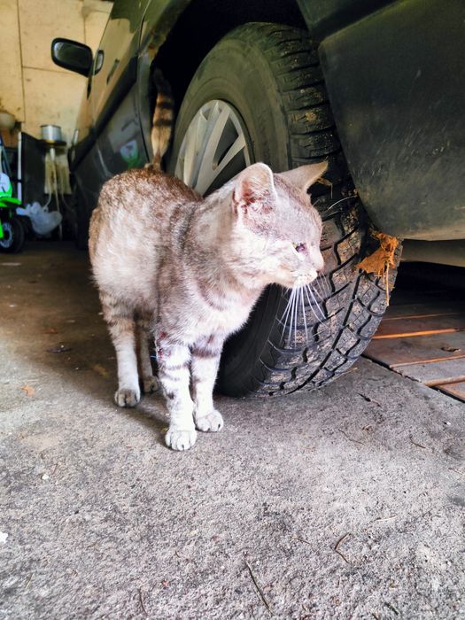 Szary kocurek do oddania