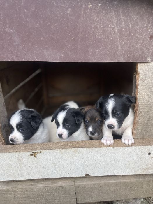 Віддамо в хороші руки цуценят