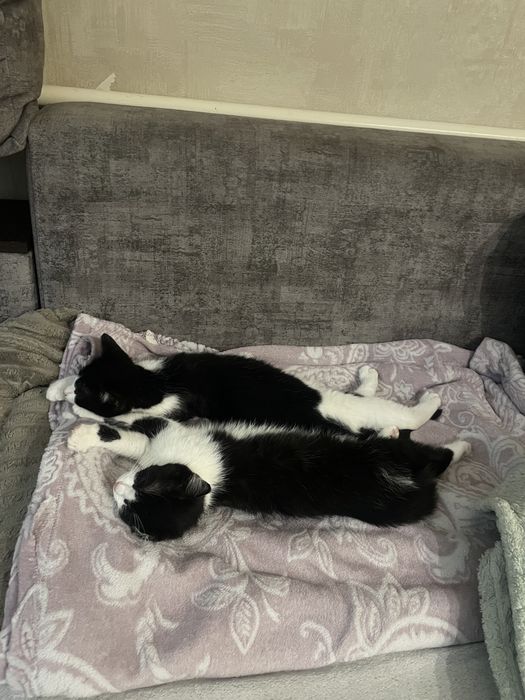 Кошенята в Добрі руки