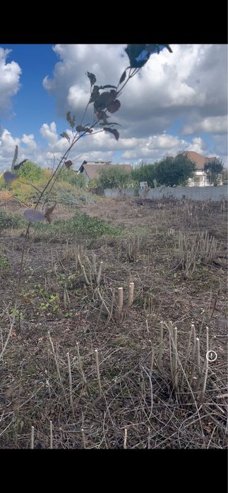 Розчистка ділянки під ключ,Розліснення,Зрізання висотних дерев