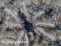 Avicularia juruensis M2 L1 (3CitySpiders)