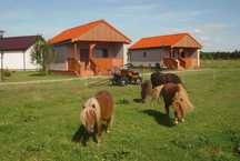 Agroturystyka Domki nad morzem - Dąbki