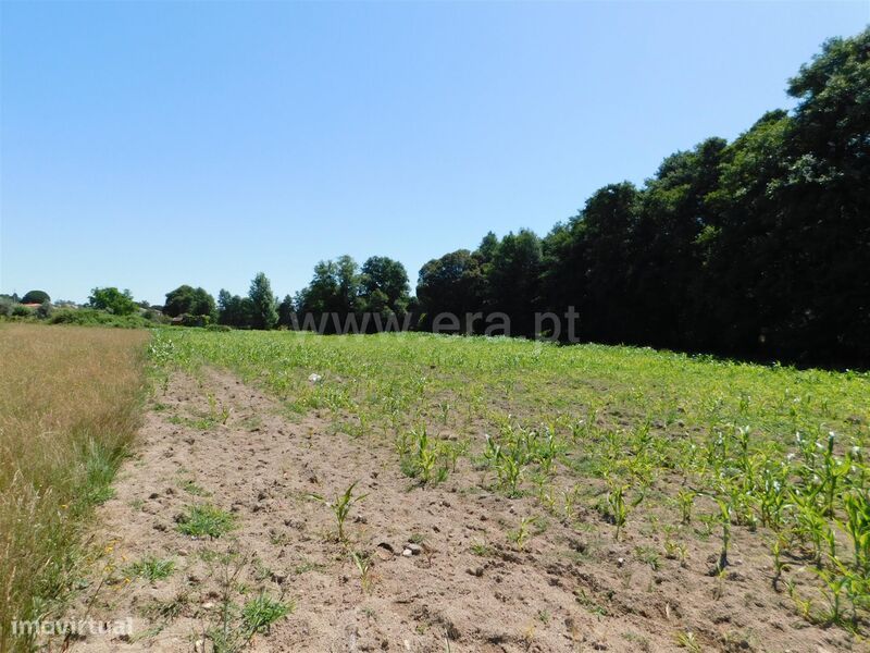 Terreno com ruina / Seia, Pinhanços