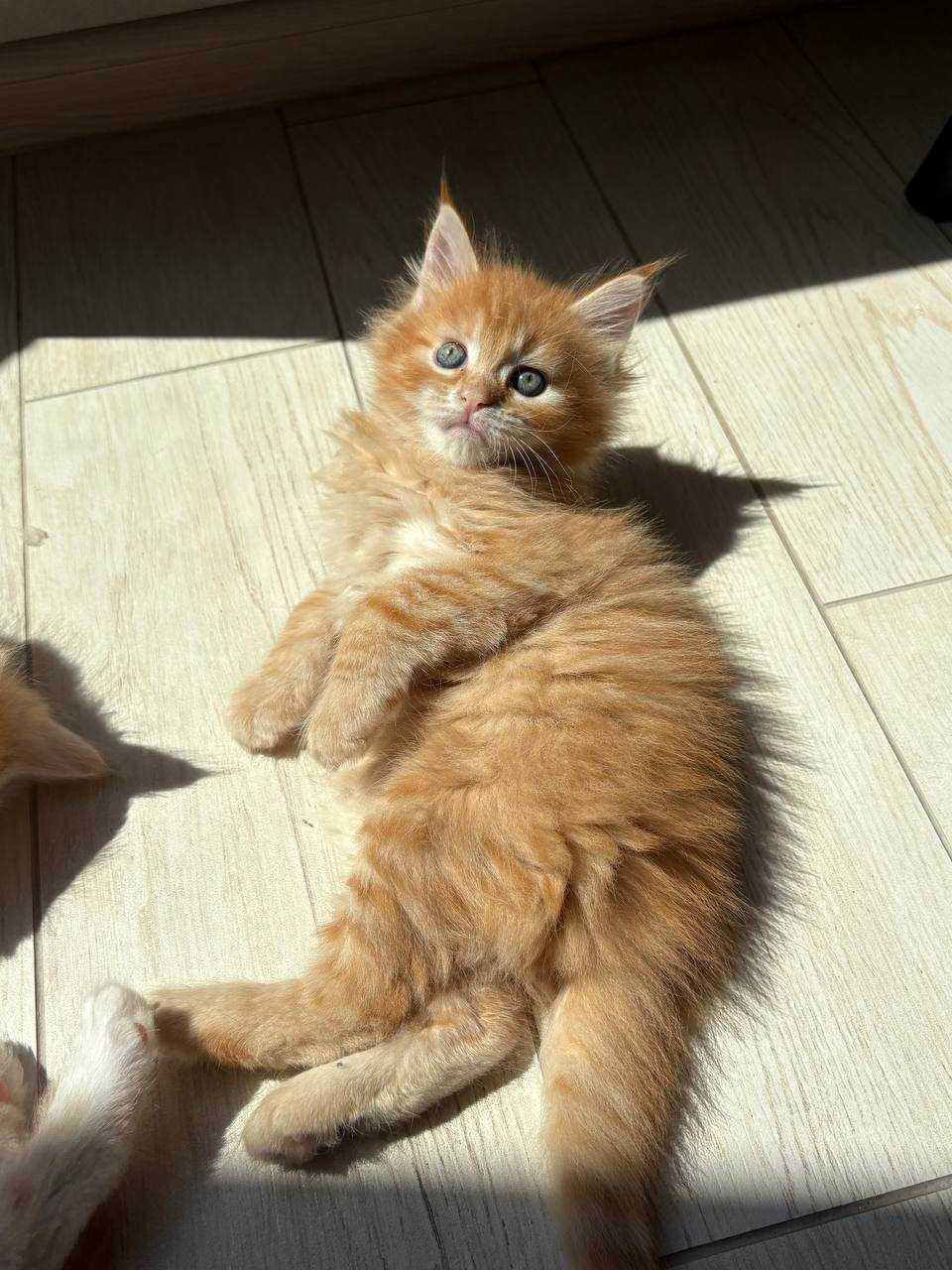 Кошенята мейн-кун