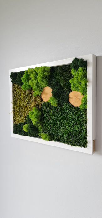 Dekoracja, obraz mech chrobotek