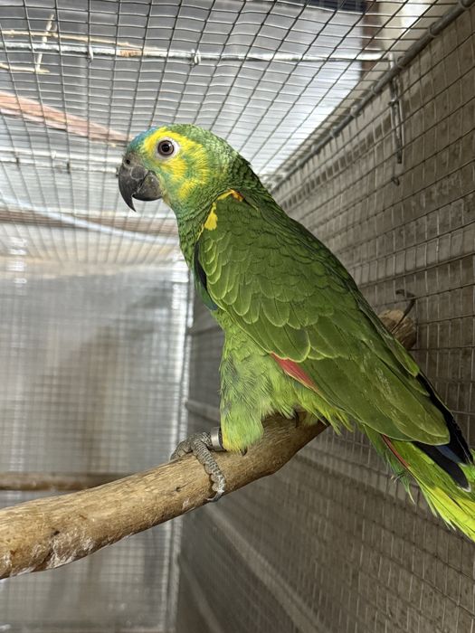 Amazona aestiva xanthopteryx