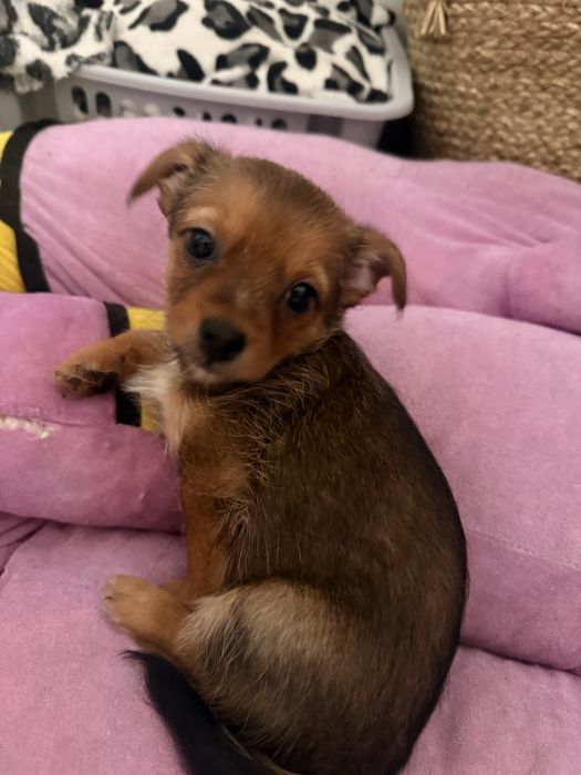 Cachorros porte pequeno - chihuahua