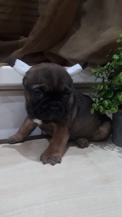 Французьський бульдог