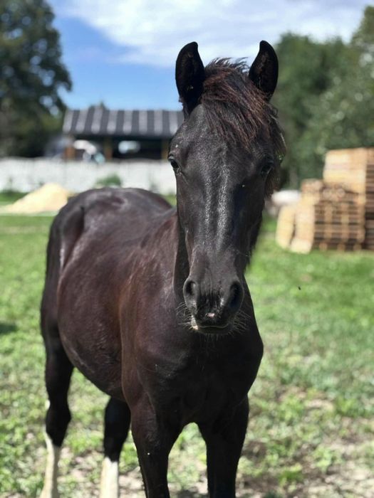 Super ogierek Nesspreso