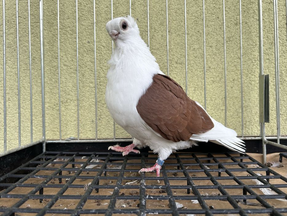 Gołębie ozdobne. Mewka polska samiec 2024t.