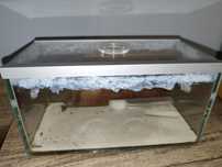 Kolonia+ formikarium lasius niger ok.300 robotnic