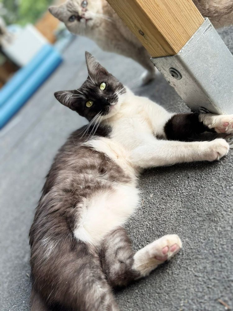 Alfik do adopcji szuka domu
