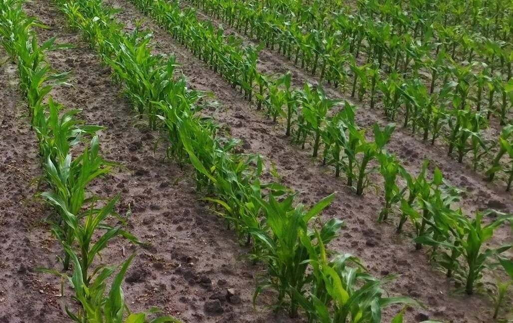 Usługi rolnicze siew kukurydzy słonecznika uprawa Kuhn Maxima 3 Ts