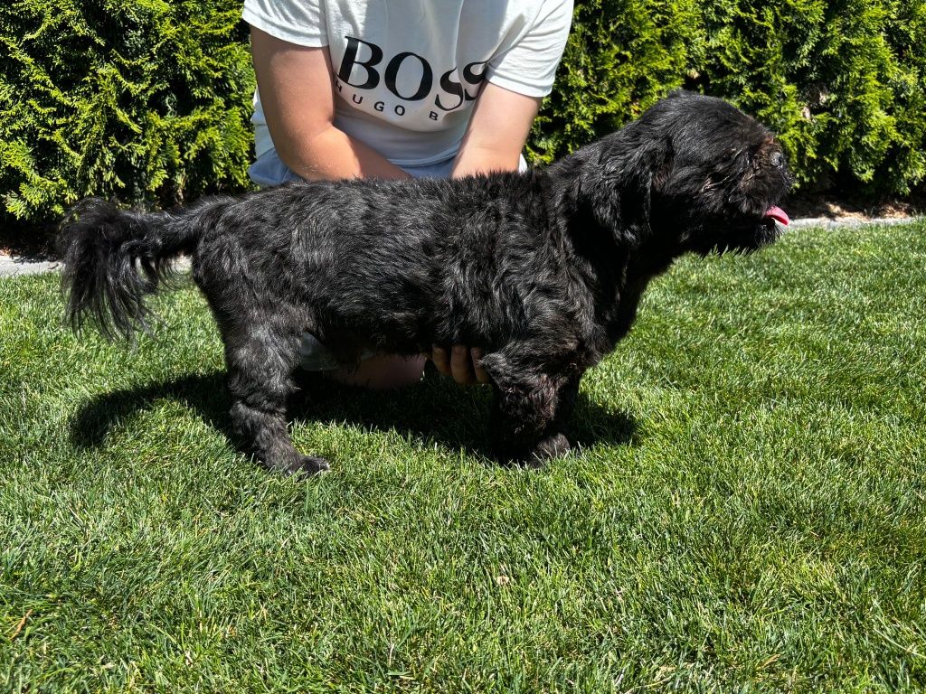 Shih tzu pies reproduktor