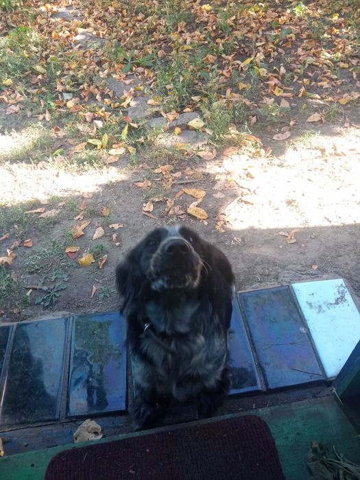 Продам щенка спанієля 6 місяців з під робочих батьків прививки всі є