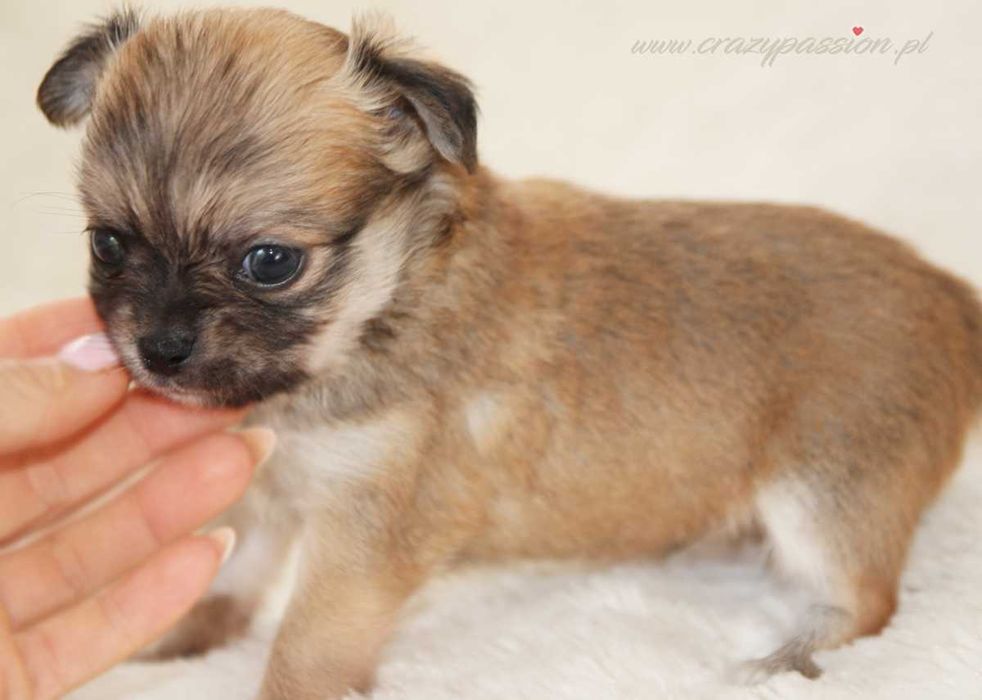 MOSCHINO Crazy Passion FCI - maleńki długowłosy chihuahua