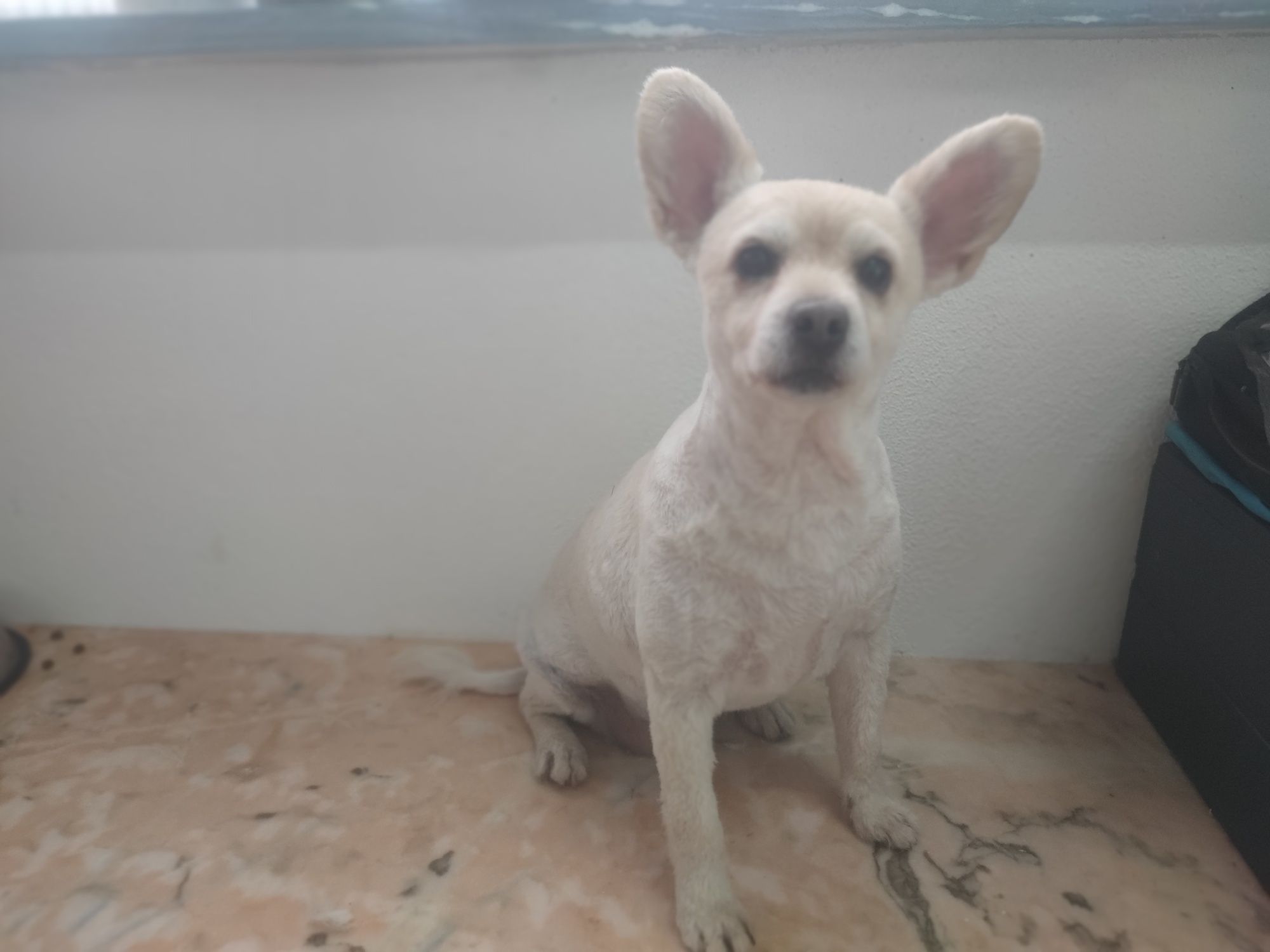 Estadia canina!!