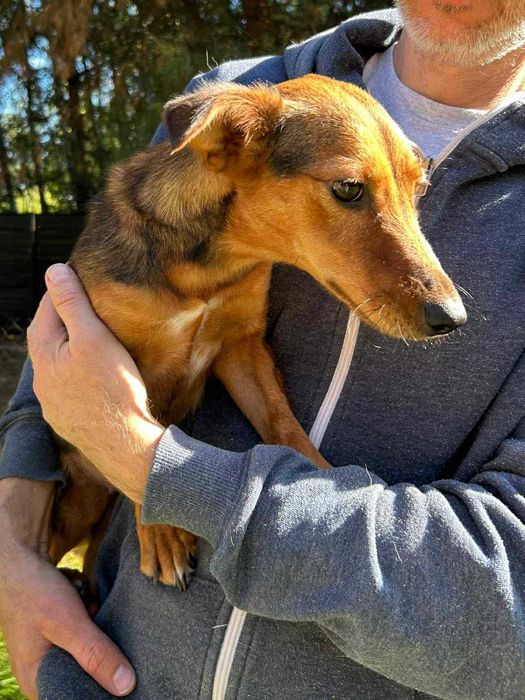 Mała i młoda suczka Willa do adopcji