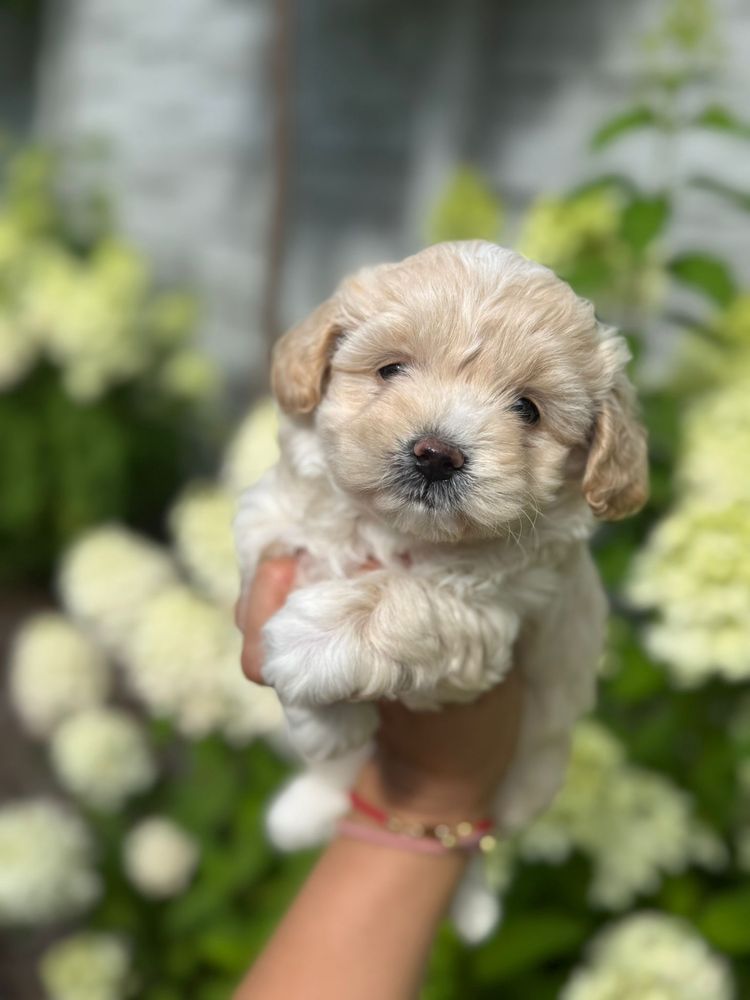 Maltipoo - suczka ;)