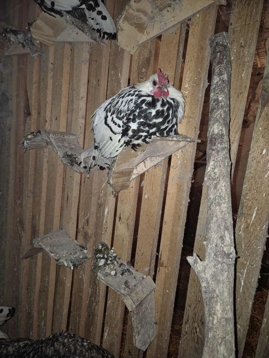 Oddam młodego koguta