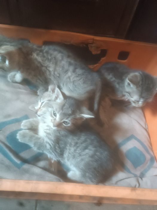 Oddam małe kotki