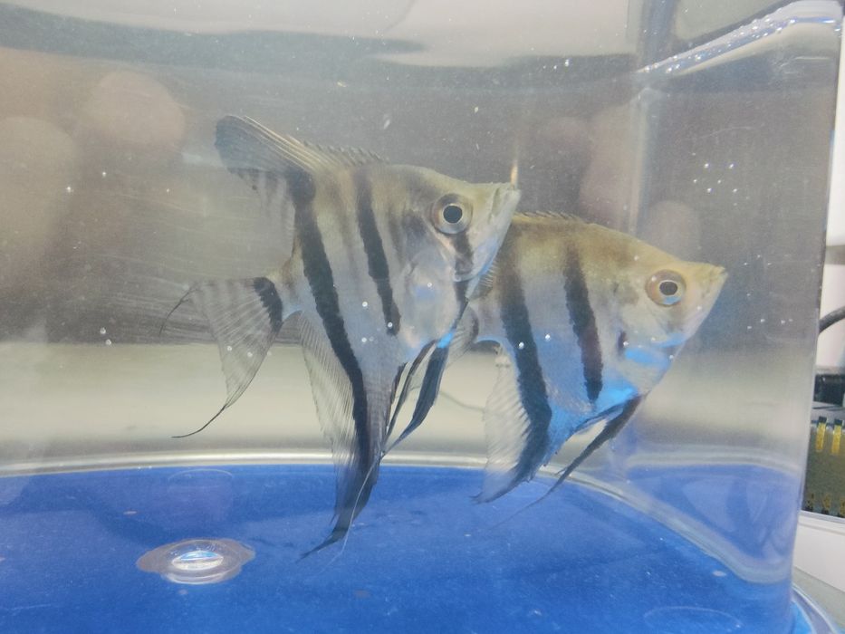 Pterophyllum Scalare Manacapuru Red Back