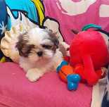 Uroczy piesek shih tzu -Codi-gotowy do odbioru.