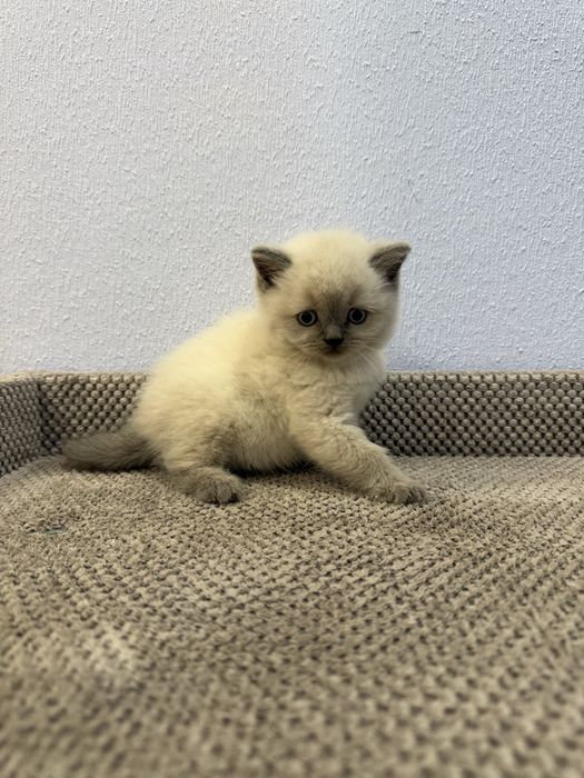 Котята шотландской породы