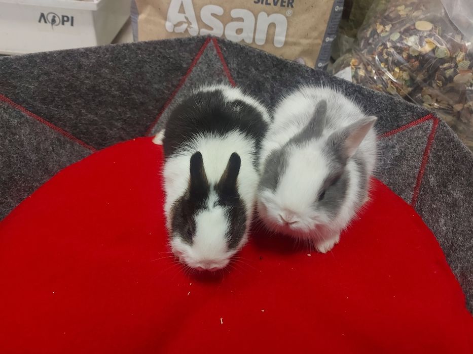 Декоративні кролики