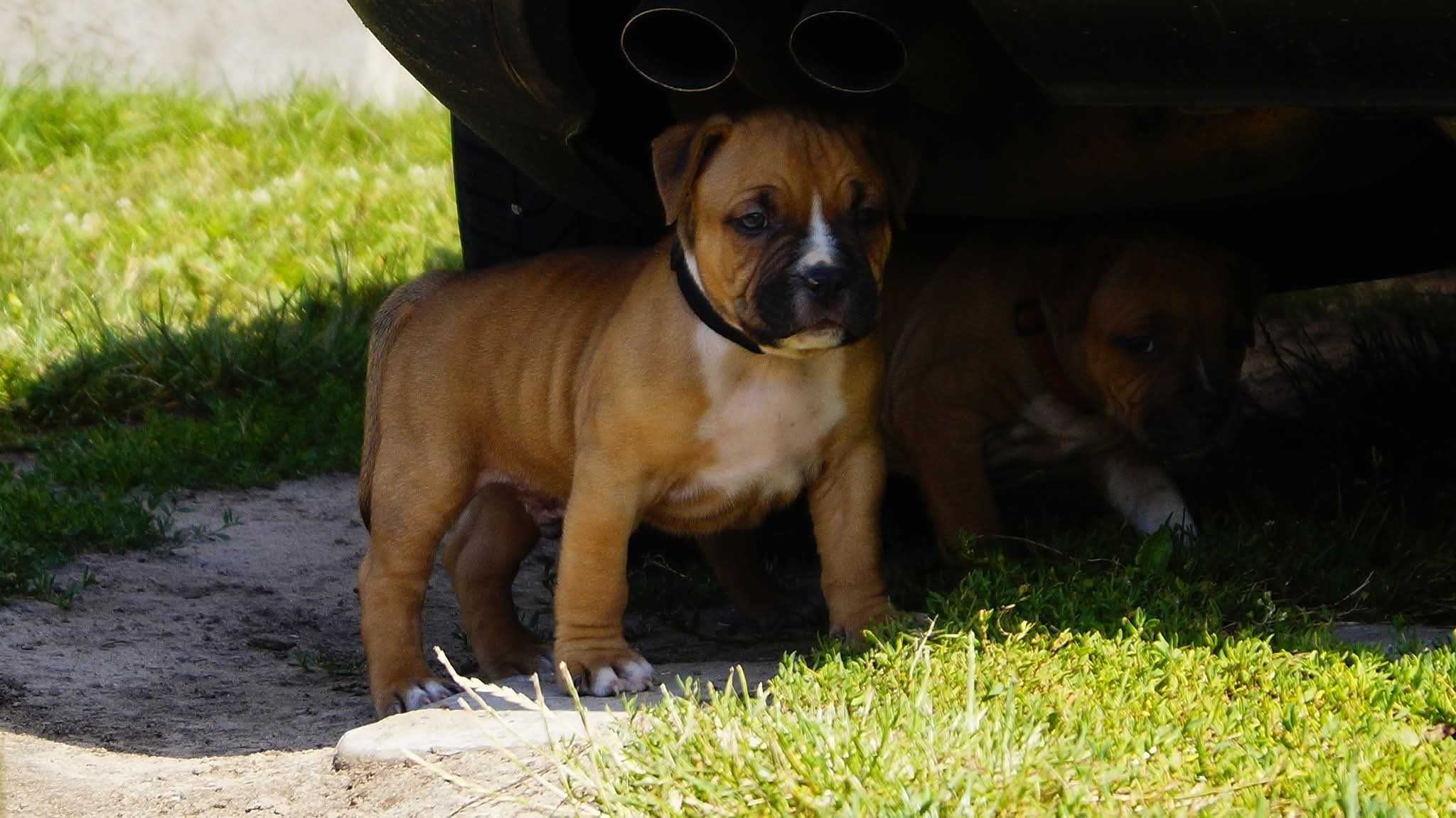 Everlast ,mocny samiec Amstaff ZKwP FCI,  do rezerwacji