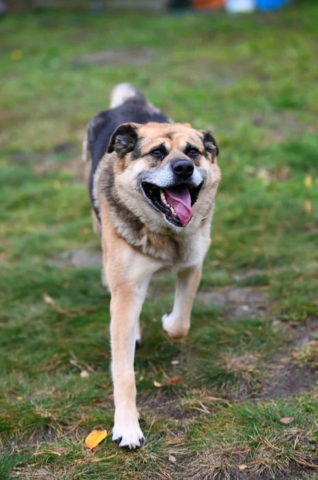 Owczarek niemiecki Otto - oddam w dobre ręce