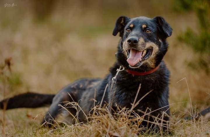 Pies do adopcji Czarek