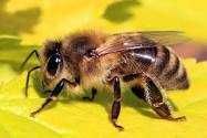 Продам пчёлы семьи и пчелопакеты