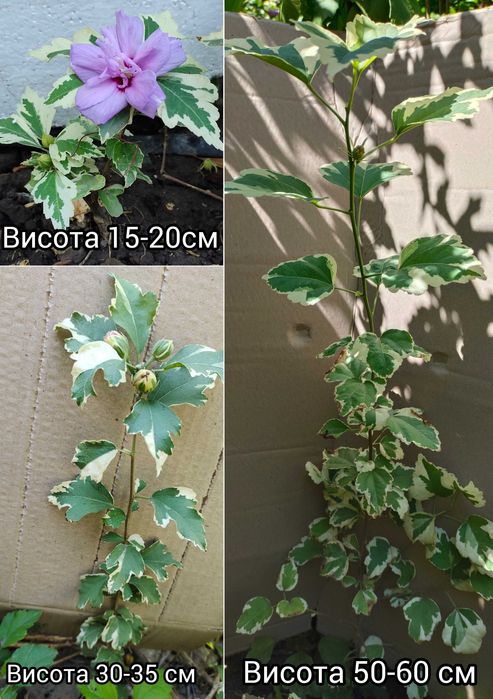 Гібіскуси вуличні деревовидні махрові, варієгатні 25 сортів