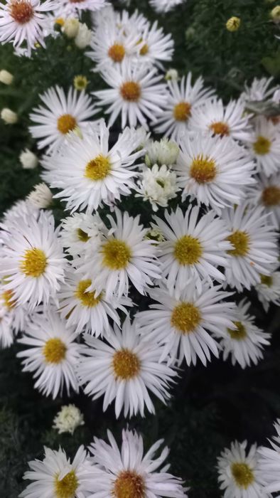 Айстра багаторічна (саджанці)