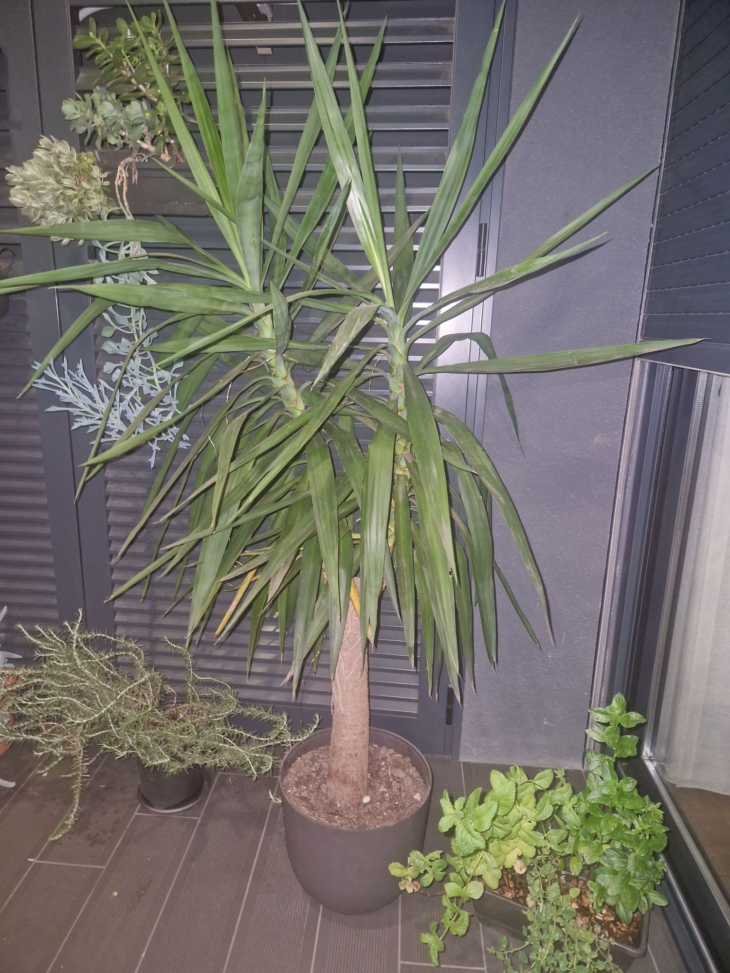 Yucca 1.60m 2 filhos