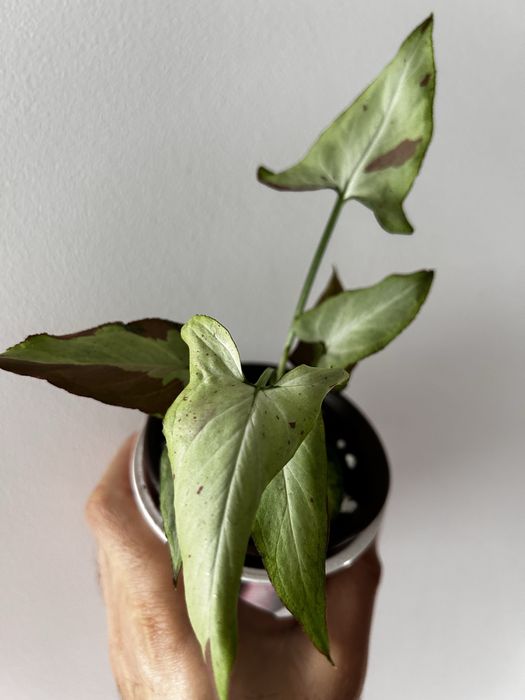 Syngonium "Orm Nagpum - pink salmon