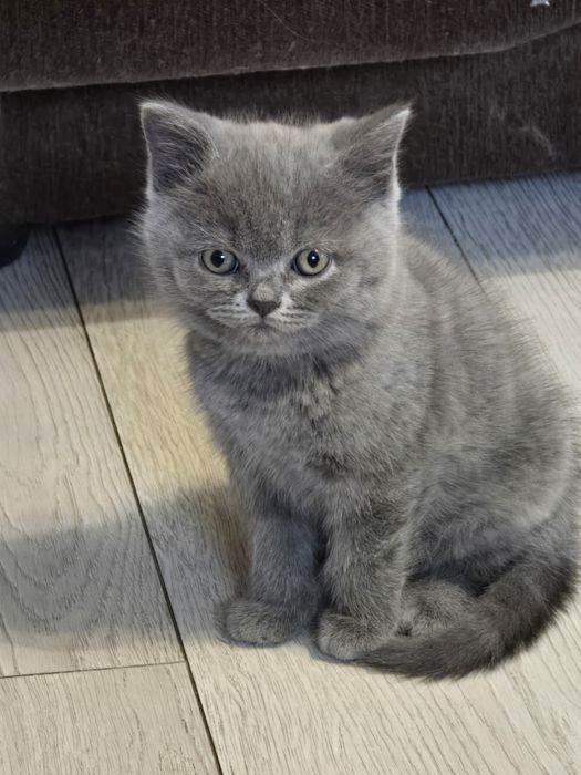 Kocurek brytyjski krótkowłosy