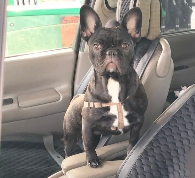 Французький бульдог дівчинка