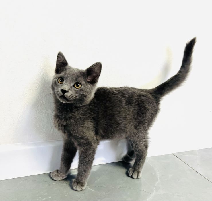 Гарненький хлопчик в добрі руки