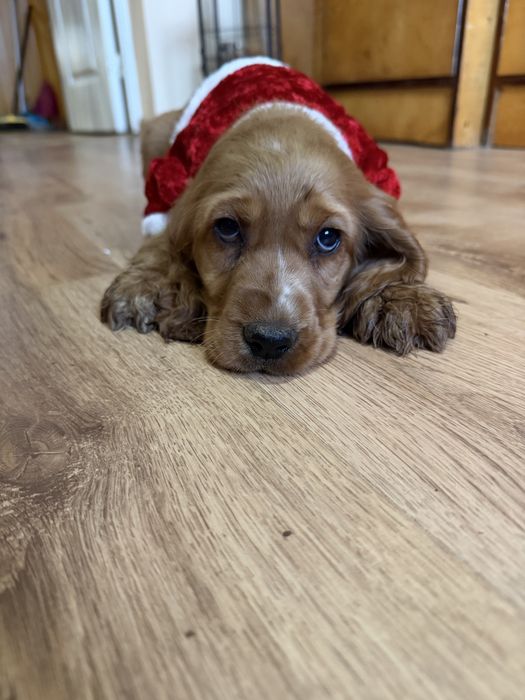 Piesek Cocker Spaniel Angielski